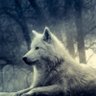 Profilbild von White_wolf🐺