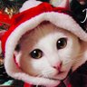 Cat すず's profile picture