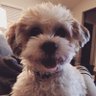 Фото профиля Leo^Teddybearpup