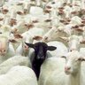 muskyblacksheep's profile picture