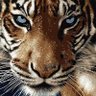 datyger profil fotoğrafı