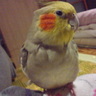 インコ好き's profile picture