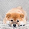 Profilbild von 青い月