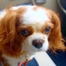 Profilbild von ぽちいな