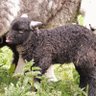 Lamb Hot Pot profil fotoฤrafฤฑ