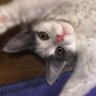 mk 猫飼いです🐈️ profil fotoğrafı