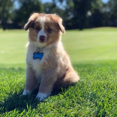 TurfYeti's profile picture
