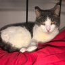 kitty kinishski profil fotoğrafı
