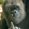Profilbild von Macaco Idiota