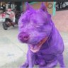 soi yun yen's profile picture