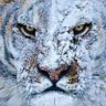 Paweł Smoczyński 🇵🇱🥇🇵🇱's profile picture