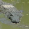 Crackudile profil fotoğrafı