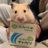 Profilbild von たまい