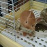 ひっと 的头像