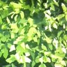 いつき 的头像