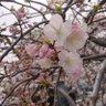 Profilbild von 咲く桜