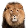 Фото профиля Kumar Lawrence