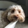 Profilbild von Happy Days Dave