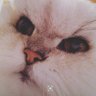 リンリン's profile picture