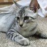 kawabuchihitoshi 的头像