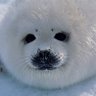 sealboi 的头像