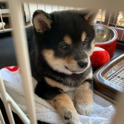 sumisumi_mame's profile picture