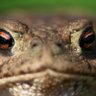 Specific Toad's profile picture