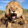 Profilbild von SicSemperTyrannis