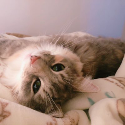 ongaq1's profile picture