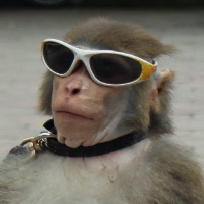 baboon10's profile picture