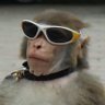 Фото профиля baboon10