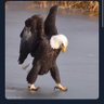 Eagle Spirit 的头像