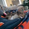 Profilbild von MCBigCat