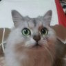 あにじゃ's profile picture