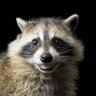 The Scottish Racoon profil fotoğrafı