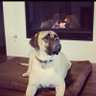 Ahh.... Jese, hey! squirrel!'s profile picture