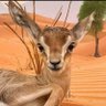 صمود 的头像