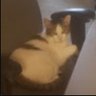 cat's profile picture