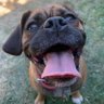 Canadian Norse Dog Dad to #PrincessSamantha profil fotoğrafı