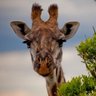 Profilbild von Ace Ventura