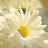 Фото профиля lmn ضي 33