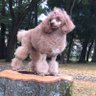 赤毛のサニー's profile picture