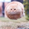 nyanko.skywalker's profile picture