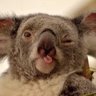 Фото профиля Werekoala