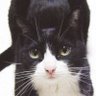 tomoco_matsu's profile picture