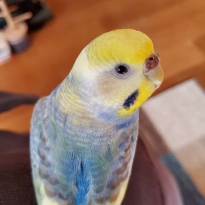 パル's profile picture