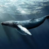 GuiltyWhale's profile picture