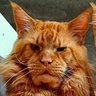 chonglousama's profile picture