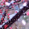 凌剑青 profil fotoğrafı