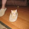 Cat Lover 🌷 profil fotoğrafı